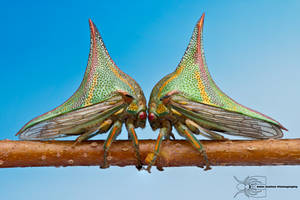 Thorn treehopper - Umbonia crassicornis