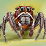 Jumping Spider - Thiodina sp.