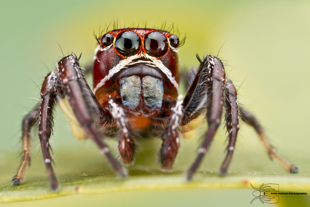 Jumping Spider - Thiodina sp. by ColinHuttonPhoto