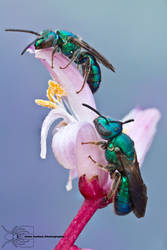 Sweat bee - Augochlorini by ColinHuttonPhoto