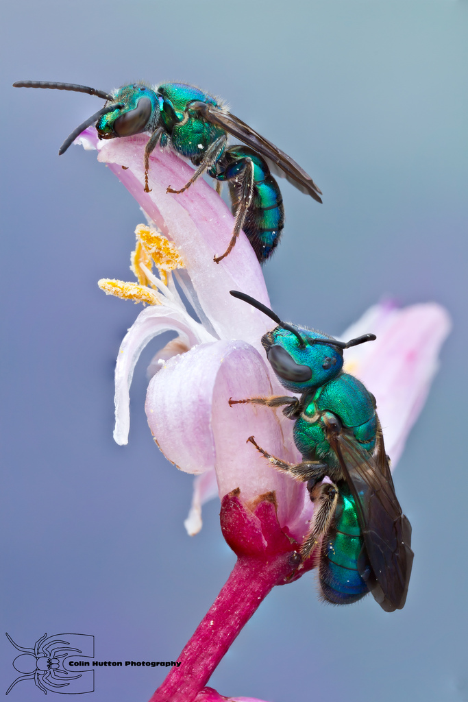 Sweat bee - Augochlorini