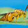 Chalcid Wasp - Conura sp.