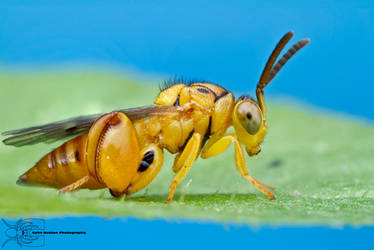 Chalcid Wasp - Conura sp.