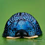 Palmetto Tortoise Beetle - Hemisphaerota cyanea
