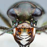 Saltmarsh tiger beetle - Habroscelimorpha severa