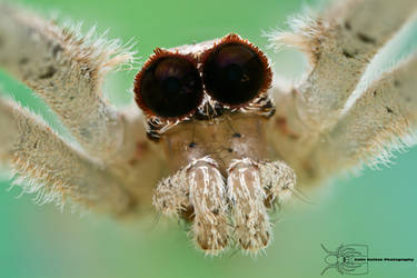 Ogre-faced spider - Deinopis spinosa by ColinHuttonPhoto