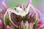 Crab Spider - Misumessus oblongus by ColinHuttonPhoto