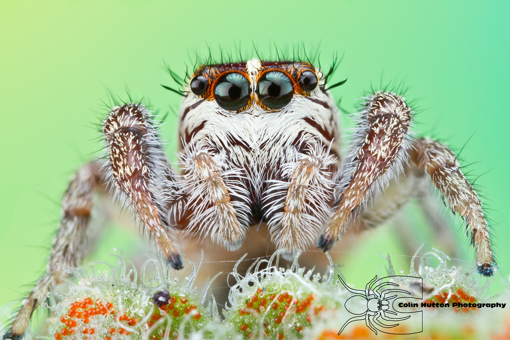 Jumping Spider - Phanias harfordii