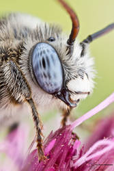Long-horned Bee - Melissodes denticulata