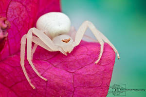 Goldenrod crab spider - Misumena vatia