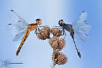 Little Blue Dragonlet - Erythrodiplax minuscula by ColinHuttonPhoto