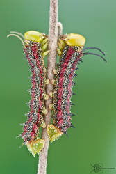 Pink-striped Oakworm - Anisota virginiensis