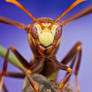 Paper wasp - Polistes major