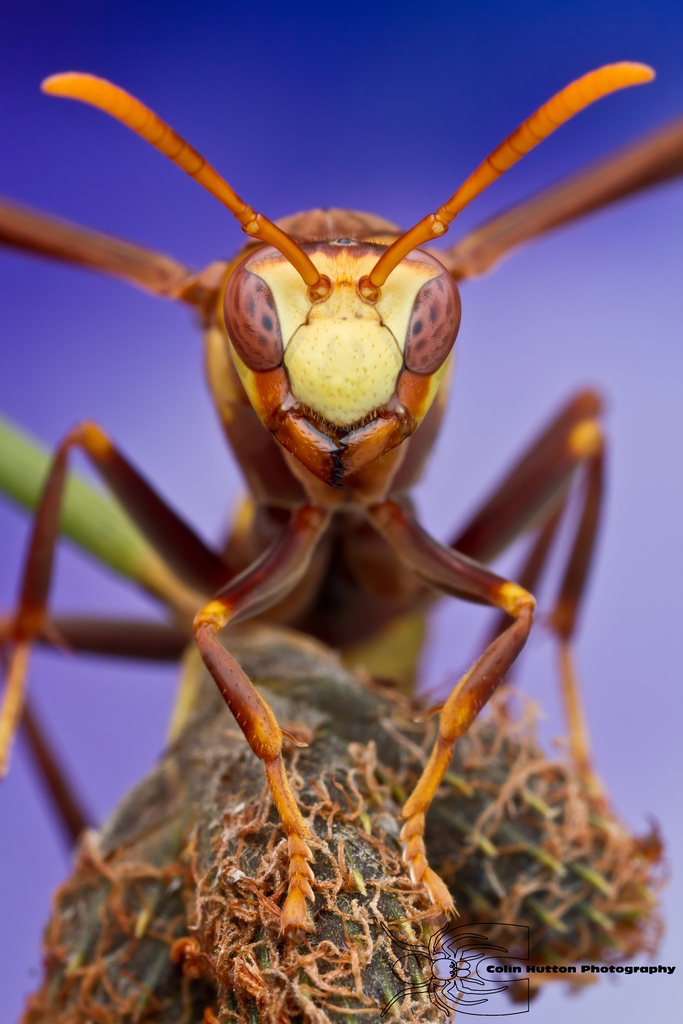 Paper wasp - Polistes major