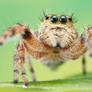 Jumping Spider - Phidippus clarus