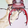 Giant Stag Beetle - Lucanus elaphus