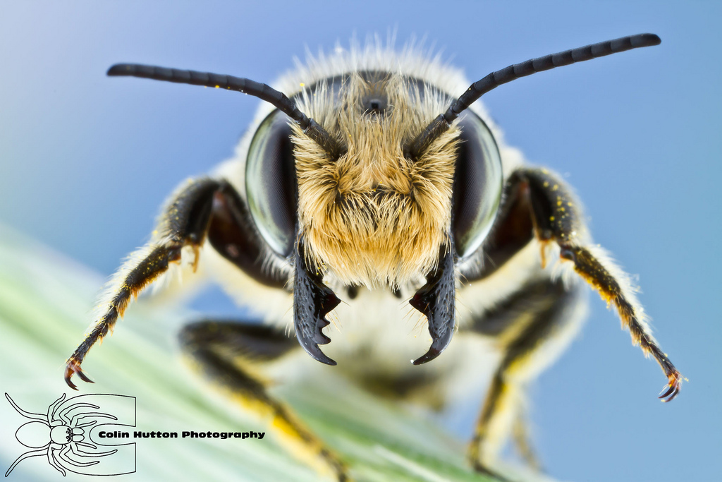 Leaf-cutting Bee - Megachile sp.