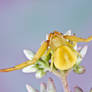 White-banded Crab Spider - Misumenoides formosipes