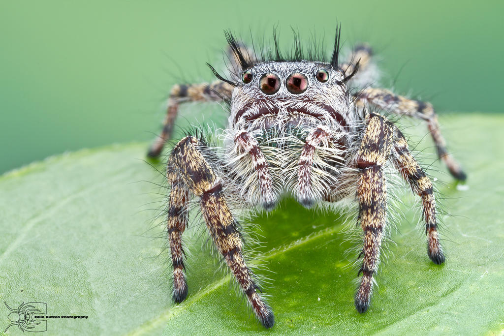 Jumping spider - Phidippus mystaceus by ColinHuttonPhoto