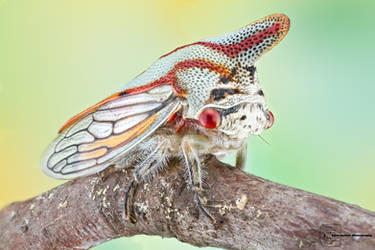 Oak Treehopper - Platycotis vittata