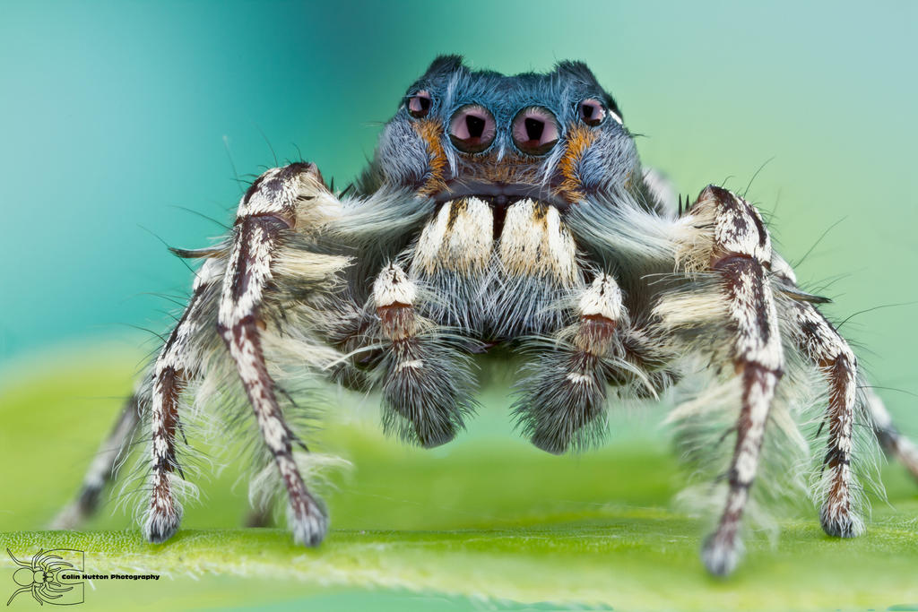 Jumping Spider - Phidippus putnami by ColinHuttonPhoto