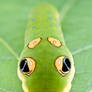 Spicebush swallowtail - Papilio troilus