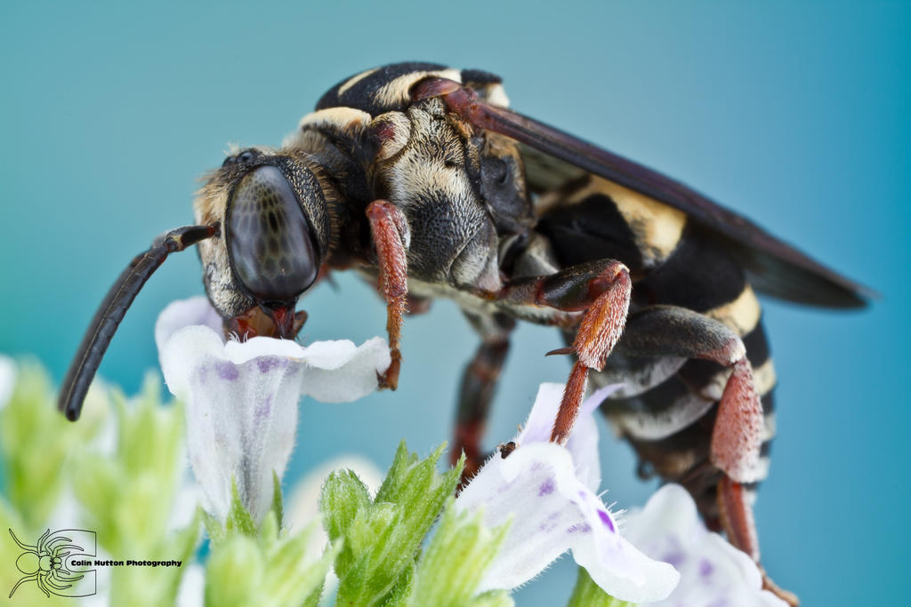 Cuckoo Bee - Triepeolus sp. by ColinHuttonPhoto