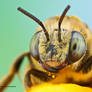 Eucerini - Long-horned bee