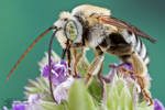 Longhorned Bee - Eucerini by ColinHuttonPhoto