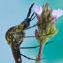 Scaley Bee Fly - Lepidophora lepidocera