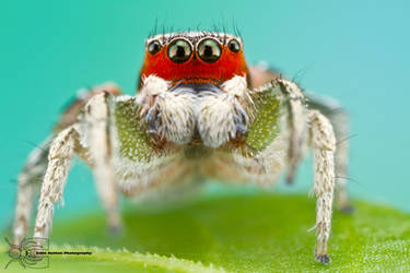 Habronattus pyrrithrix by ColinHuttonPhoto