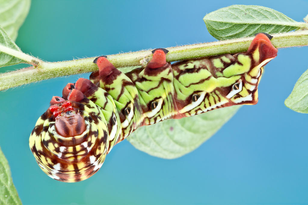 Banded Sphinx Caterpillar - Eumorpha fasciatus