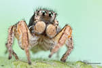 Habronattus orbus by ColinHuttonPhoto