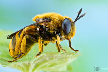 Hover Fly - Microdon sp.