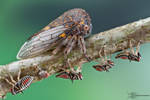 Oak Treehopper - Platycotis vittata by ColinHuttonPhoto