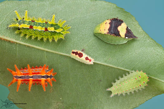 Slug caterpillar menagerie