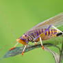 Katydid from Colombia