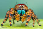 Phidippus apacheanus by ColinHuttonPhoto