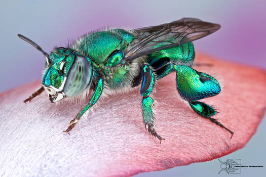 Orchid Bee - Euglossa dilemma