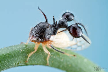 Treehopper from Colombia