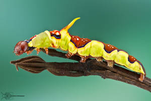 Caterpillar from Colombia