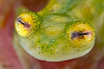 Glass Frog by ColinHuttonPhoto