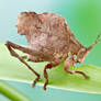 Leaf mimic katydid