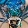 Festive Tiger Beetle - Cicindela scutellaris