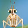 Mantisfly