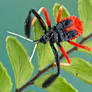 Assassin bug