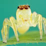 Jumping spider from Colombia