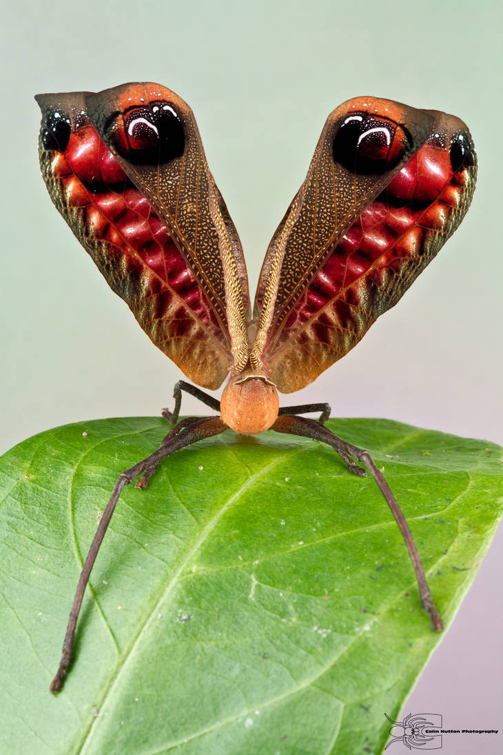 Страшный мир насекомых. Pterochroza ocellata. Pseudocreobotra ocellata. Необычные насекомые. Самые необычные насекомые.