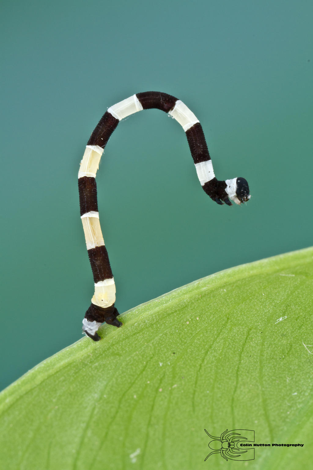 Caterpillar from Colombia
