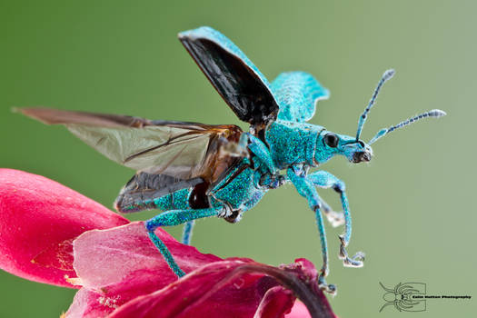Weevil taking flight